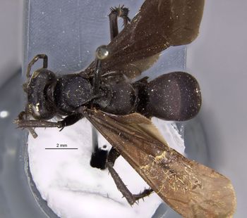 Media type: image;   Entomology 13667 Aspect: habitus dorsal view